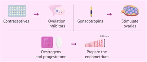 Male Female Sex Hormones Definition Functions