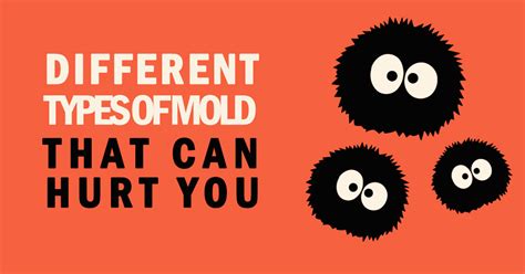 15 Different Types of Toxic Mold That Can Hurt You | Mold Busters