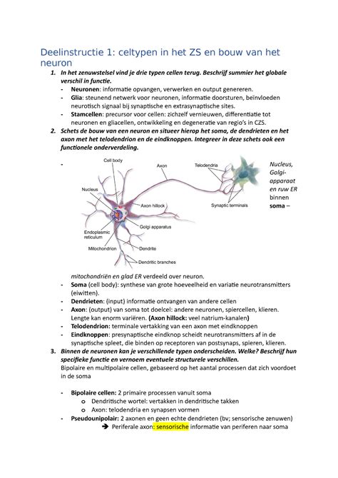 Og De Zenuwimpuls Deelinstructie Celtypen In Het Zs En Bouw Van