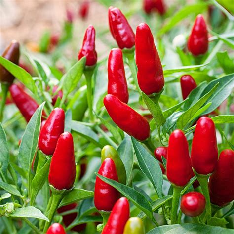 Hot Chilli Collection 4 Varieties Chilli Seeds - VIRIDIS HORTUS