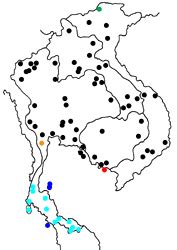 graphium antiphates antiphates