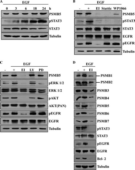 Regulation Of Psmb Protein And Subunits Of Mammalian Proteasome By