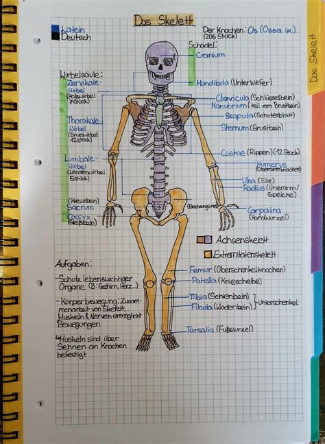 Herz Kreislauf System Artofit