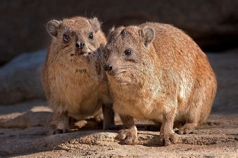 Hyrax Facts Animals Of Africa Worldatlas