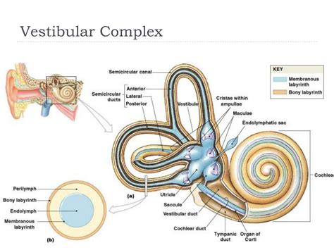 PPT Ear Hearing And Equilibrium PowerPoint Presentation Free