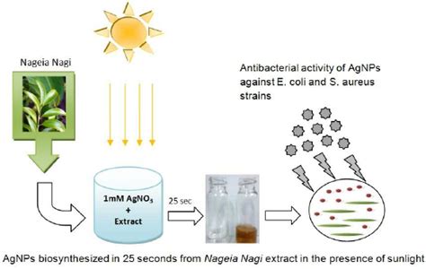 Schemetic Illustration Of Agnps Biosynthesis Download Scientific Diagram