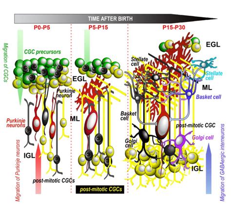 Schematic Drawing Of The Main Events Related To Cell Proliferation Download Scientific Diagram