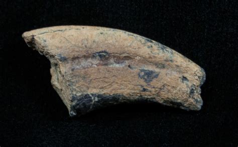 Dromaeosaur (Raptor) Toe Claw - Two Medicine Formation (#3837) For Sale - FossilEra.com