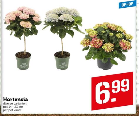 Hortensia Aanbieding Bij Coop 1Folders Nl