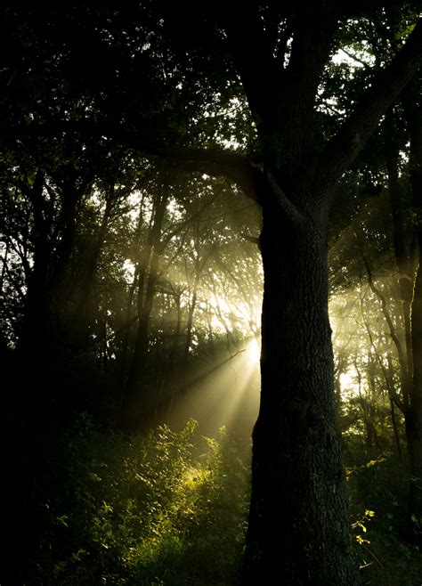 Free Images Tree Nature Forest Branch Light Sun Mist Night