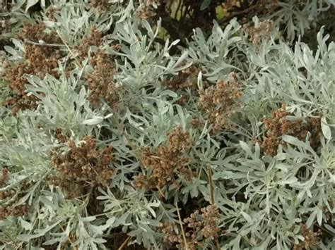 Полынь серебристая (Artemisia argentea) - PictureThis