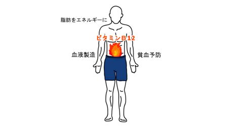 ビタミンb12の効果！欠乏症や悪性貧血への効果とは 健モテ ドットコム