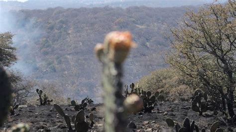 Incendios Forestales En Guanajuato Consumen Más De Mil Hectáreas En