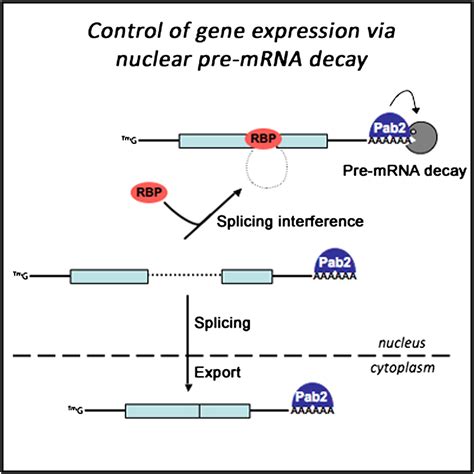 A Pre MRNA Degradation Pathway That Selectively Targets Intron