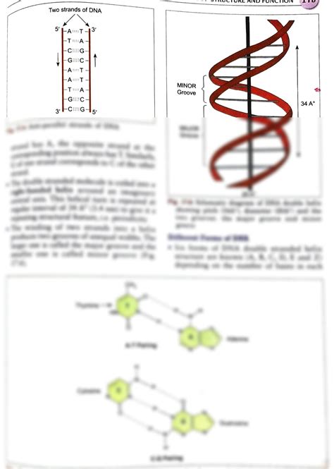 SOLUTION: Dna and Rna structure and function - Studypool