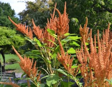 Amaranthus Autumn S Touch Seed