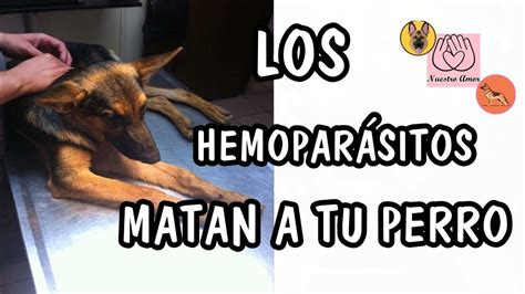 SALVA A TU PERRO DE LOS HEMOPARÁSITOS Nuestro Amor YouTube