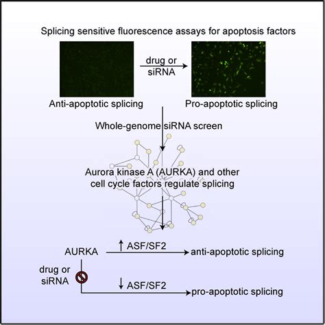 An Alternative Splicing Network Links Cell Cycle Control To Apoptosis Cell