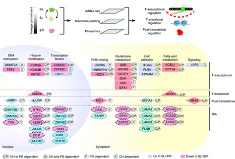 Diverse Modes Of Gene Regulation In Pluripotent Cells An Overview Of Download Scientific