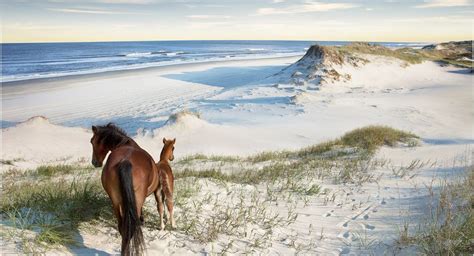 Horse Adventure, Adventure Tours, Corolla Beach, Wild Horses Running ...