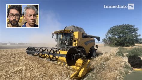 Grano Tra Foggiano E Resto Della Puglia Produzione In Calo Del 40 45