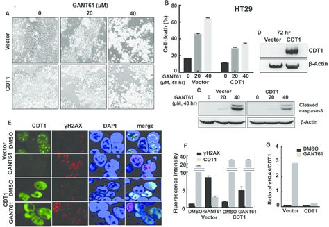 Cdt Overexpression In Ht Cells During Exposure To Gant Transient