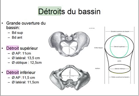 paroi pelvis UE8 Spé Petit Bassin Tutorat Associatif Toulousain