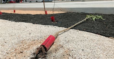 Peligran Rboles Alrededor Del Ie Tram Por Falta De Planeaci N La