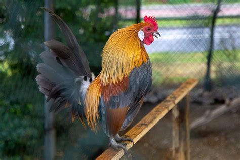 Crowing Cock Taken At Nederlands Pluimveemuseum Bas Bloemsaat Flickr