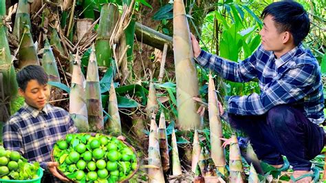 FULL VIDEO Harvesting Bamboo Shoots And How To Preserve Process And