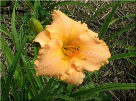 Daylily Hemerocallis Peach Cobbler In The Daylilies Database