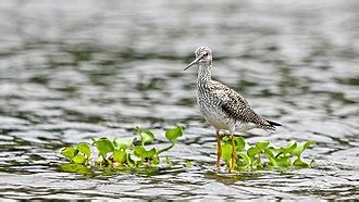 Greater yellowlegs - Wikipedia