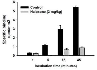 Receptor Occupancy Graphic Gifford Bioscience