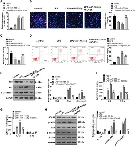 MiR 155 5p Modulated SOCS5 JAK2 STAT3 To Step Up MLE 12 Cell Injury