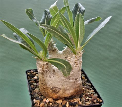 Pachypodium-eburneum-d2 — Cactus-shop