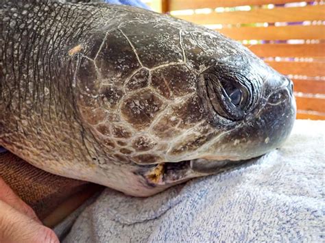 MORA Turtle Rescue Rehabilitation In The Maldives