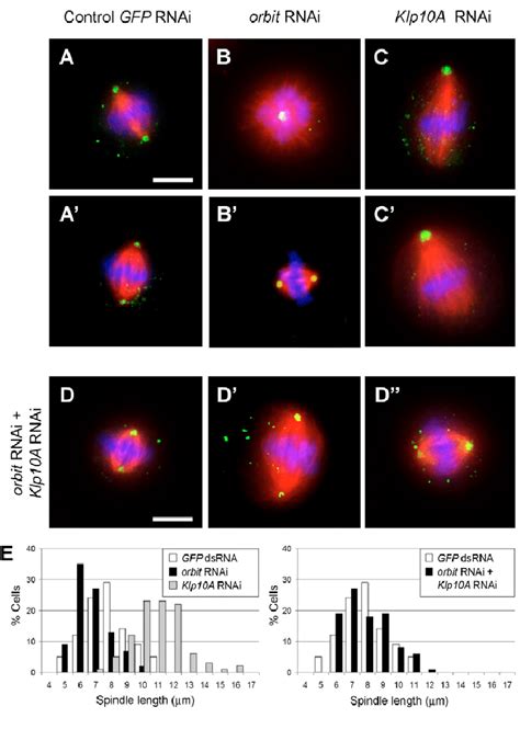 Bipolar Spindle Morphology Is Restored In Cells Co Depleted Of Orbit