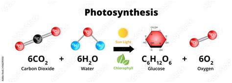 Photosynthesis Equation With Molecular Models Biochemical Process Used