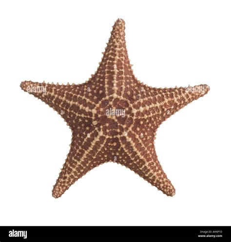 Starfish Images Hi Res Stock Photography And Images Alamy