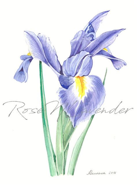 Iris Aquarelle Imprim Fleuri Iris Bleu Peinture Laquarelle