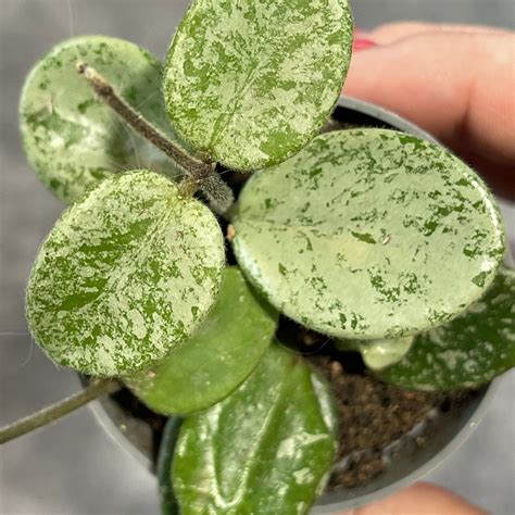 Хойя Карноза Матильда Сплеш d6