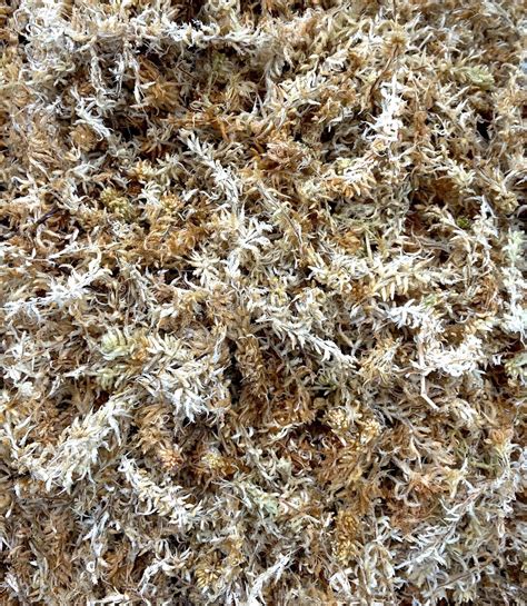 Spagmoss Besgrow Spagnum Mos Sphagnum Moss Groeimedium New