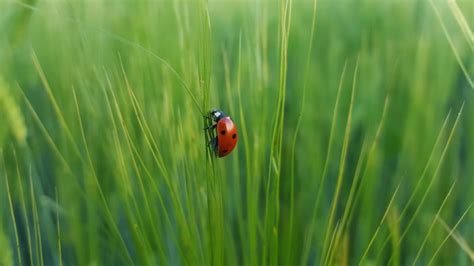 Color Contrast In Photography