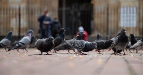 Conoce Los Diferentes Tipos De Palomas Gu A Completa