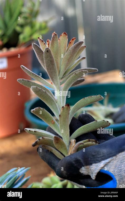 Kalanchoe Tomentosa Chocolate Or Known As Chocolate Pussy S Ears Stock Photo Alamy