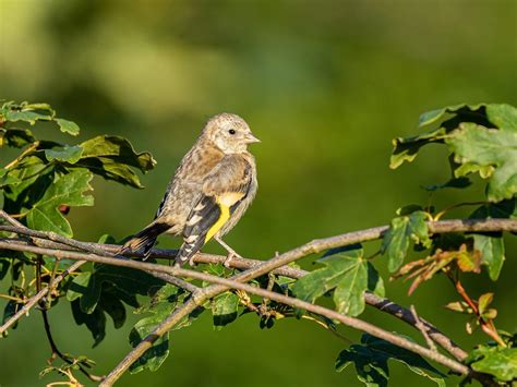 European Goldfinch Nesting: A Complete Guide | Birdfact