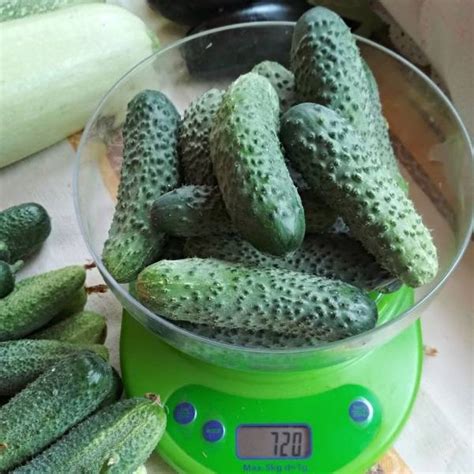 Огурец Погребок: описание и характеристики сорта, правила посадки и ...