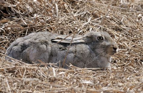 White-tailed Jackrabbit | Nature Manitoba