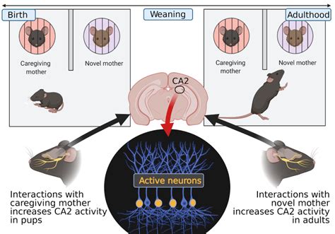 Reproductive Cycle Of Mice