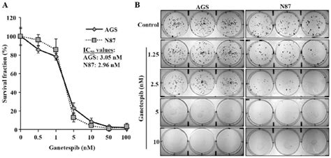 Ganetespib Inhibits GC Cell Proliferation In Vitro A The Cytotoxic